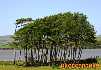 Point Reyes Trees