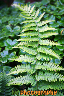 Green Fern