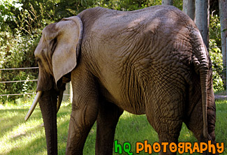 African Elephant