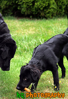 Black Labs Playing