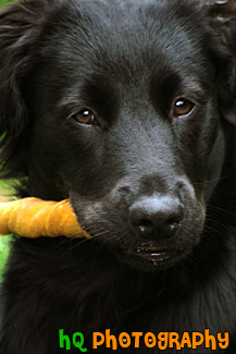 Close Up Black Lab Puppy