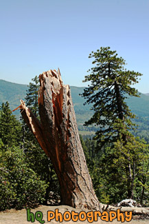 Yosemite Tree & Stump