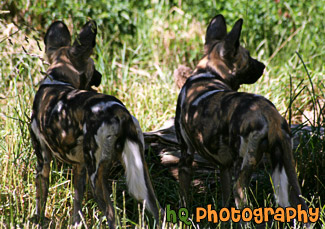 African Wild Dogs