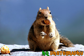 Eating Squirrel