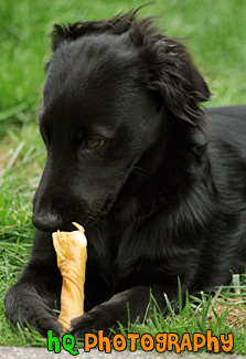Puppy Eating Bone