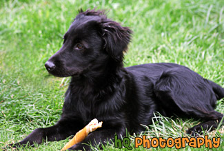 Black Lab Puppy in Grass