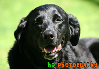 Black Lab Smiling