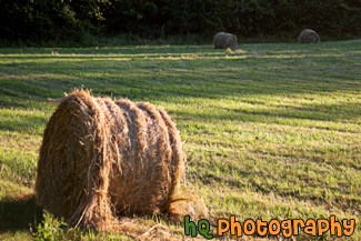 Bundles of Hay in a Field