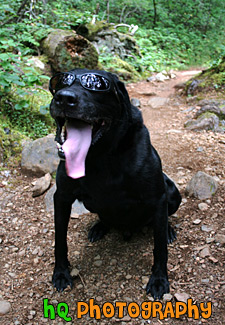 Black Lab in Sunglasses