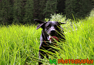 Black Lab Running in Tall Grass