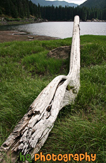 Drift Wood