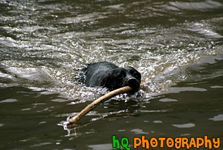 Black Lab Swimming With Stick