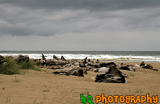 Drift Wood & Beach, Oregon