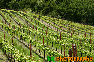 Winery Field