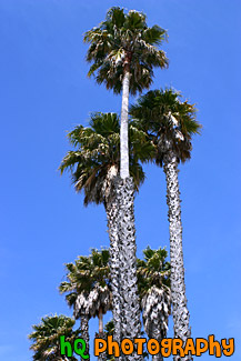 Palm Trees