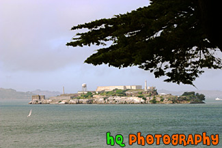 Alcatraz with Tree Branch