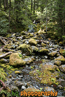 Mossy Rocks & Creek