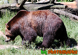 Brown Bear