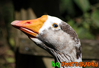 Close Up of Goose Face