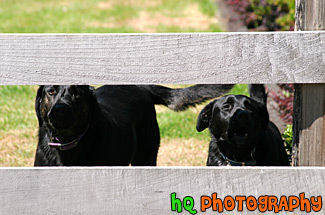 Barking Black Labs