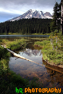 Mount Rainier Reflection & Log