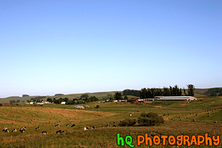 Cows, Hay, & Farm