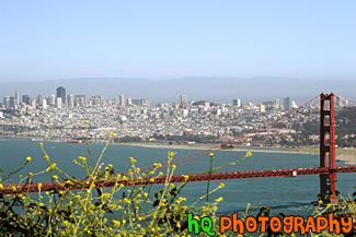 Golden Gate Bridge & Yellow Flowers