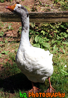 White Goose