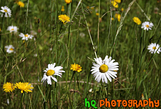 Daisies & Dandelions