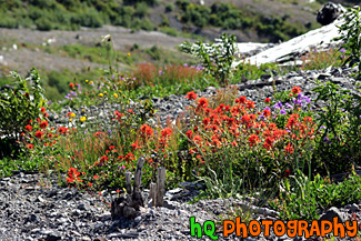 Wildflowers near Mount St. Helens