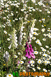 Daisies & Foxgloves Wildflowers