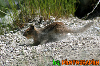 Squirrel Burying Food