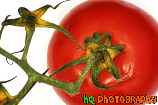 Close Up of Tomatoe