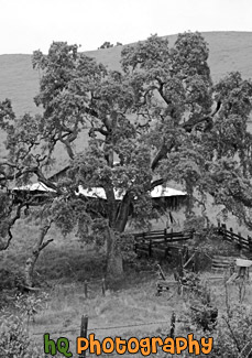 Black & White Scenic Tree