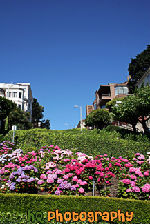 Lombard Street Close Up