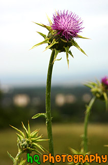 Purple Winged Thistle Flower