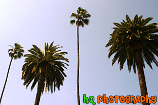 Palm Trees & Blue Sky