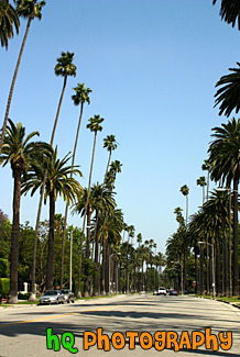 Palm Trees Along Beverly Hills Road