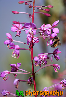 Bee on Pink Flower