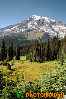 Mount Rainier & Open Field