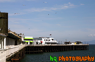 Santa Cruz Pier & Seagulls