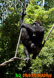 Gorillas on Rope