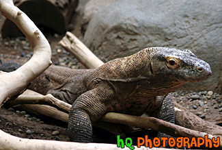 Komodo Dragon at Zoo