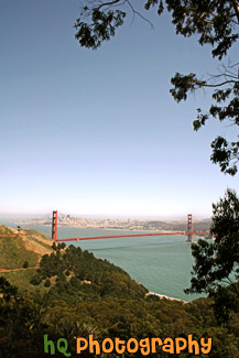 Golden Gate Bridge framed by Tree
