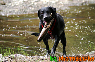 Black Lab Playing Fetch in Water