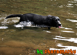 Black Lab Drinking Water in Lake