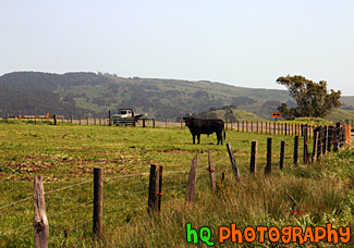 Black Cow on Farm