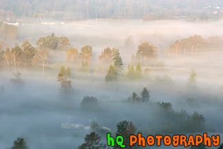 Early Morning Autumn Fog & Trees