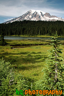 Mount Rainier, Trees, & Lake