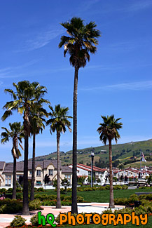 Palm Trees in Housing Development